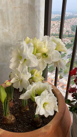 水仙花