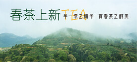 春茶