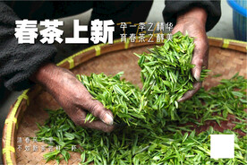 春茶