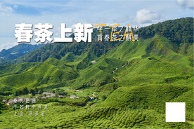 春茶 