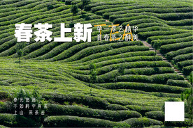 春茶