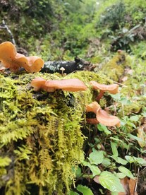 山里蘑菇