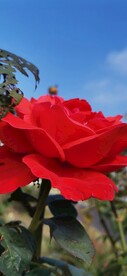 月季花