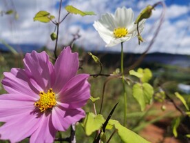 索玛花