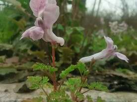 路边的花
