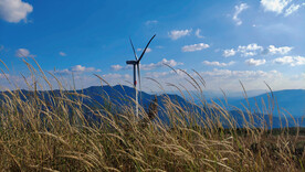麦田风车