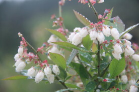 蓝莓花开