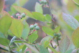 蓝莓结果
