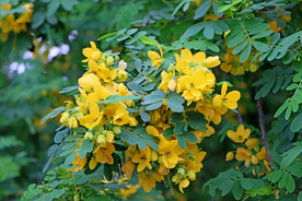 黄槐决明花