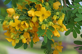 黄槐决明花