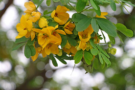 黄槐决明花