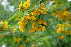 黄槐决明花
