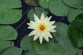 白色睡莲花