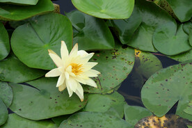 白色睡莲花