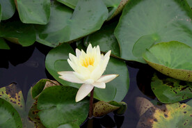 白色睡莲花