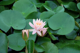 粉睡莲花