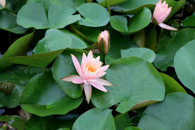 粉睡莲花