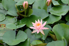 粉睡莲花