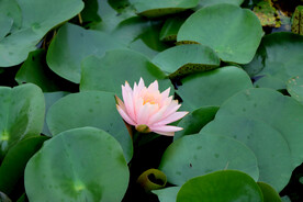 粉睡莲花