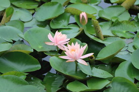 粉睡莲花