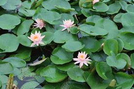 粉睡莲花