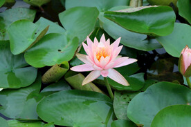 粉睡莲花