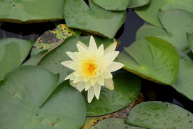 白色睡莲花