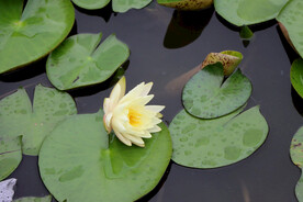 白色睡莲花
