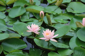 粉睡莲花