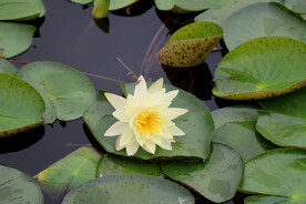 白色睡莲花