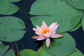 粉睡莲花
