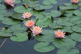 粉睡莲花
