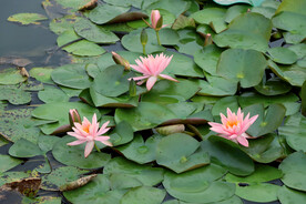 粉睡莲花