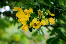 黄槐决明花