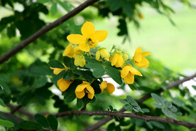 黄槐决明花