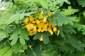 黄槐决明花
