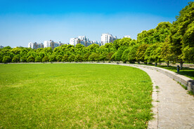 青草地