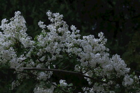 文冠果花 
