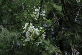 文冠果花