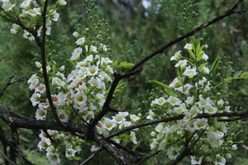 文冠果花