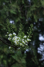 文冠果花 