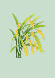 小满素材