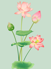 荷花
