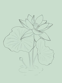 荷花