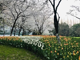 郁金香 