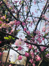 海棠花