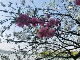 碧桃花