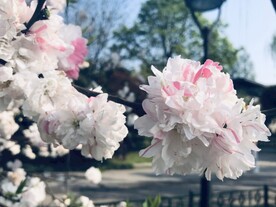 碧桃花