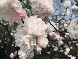 碧桃
