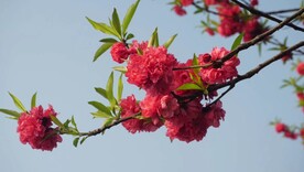 碧桃花